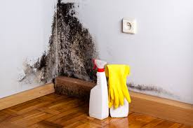 Salida Del Sol Estates, TX Mold Removal Company